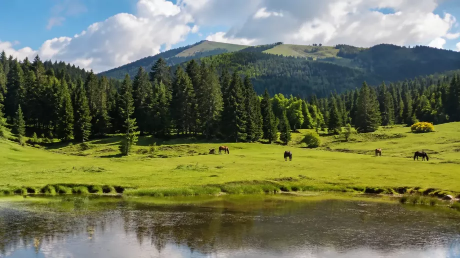 At Yaylası Bolu yeşil yayla ve doğa manzarası